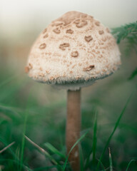 A small white mushroom in the grass