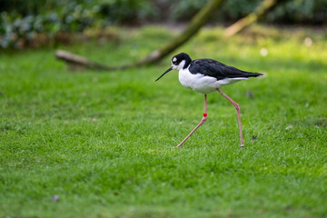 The bird wrote in black and white outdoors in nature.