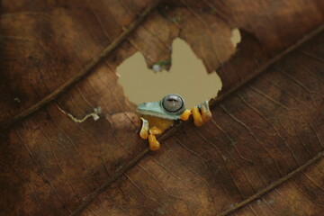 frog, flying frog, a frog is peeking out from behind a leaf hole