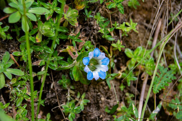 Gentiana depressa, a small blue alpine flower is blooming in Himalaya, Sagarmatha National Park, Nepal