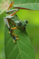 frog, flying frog, a frog on a cassava leaf