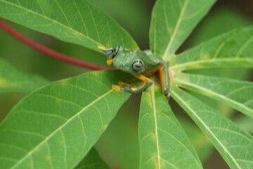 frog, flying frog, a frog on a cassava leaf