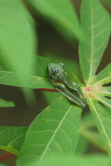 frog, flying frog, a frog on a cassava leaf