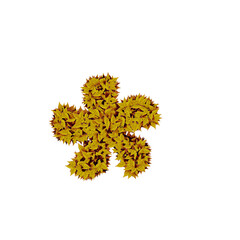 Symbol from yellow leaves