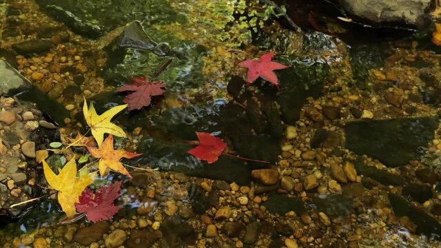 Colored autumn leaves float along a forest stream. Delaware (USA).