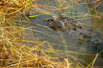 Grassy Edge of Swamp With Alligator In The Distance