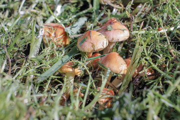 mushrooms found in a meadow