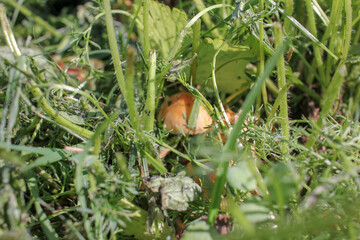 some mushrooms in a meadow