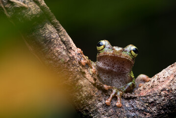 frog on branch