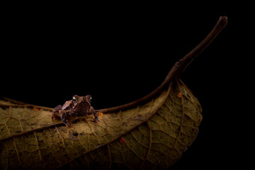 frog on leaf