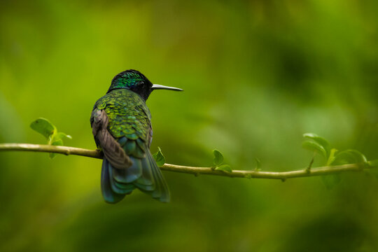 hummingbird on branch