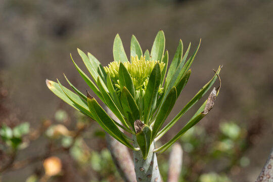 Flowering of the Canary Islands endemic Kleinia neriifolia. Close-up.