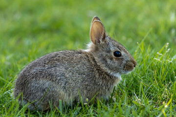 Small young Eastern Cottontail Rabbit, Sylvilagus floridanus, in green grass with soft dappled sunlight