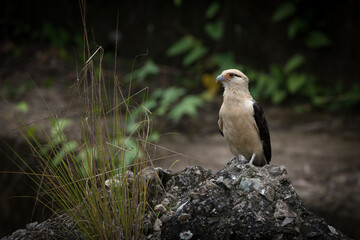 bird of prey