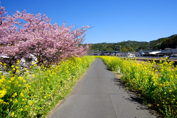 河津桜と菜の花の道