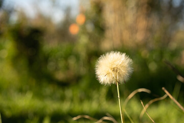 Close-Up of a Dandelion Plant with Copyspace