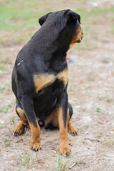 10 month old male purebred rottweiler sitting 