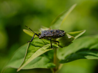 オシロイバナの葉の上のカメムシ