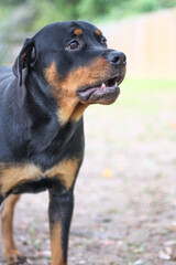 10 month old male purebred rottweiler closeup headshot 