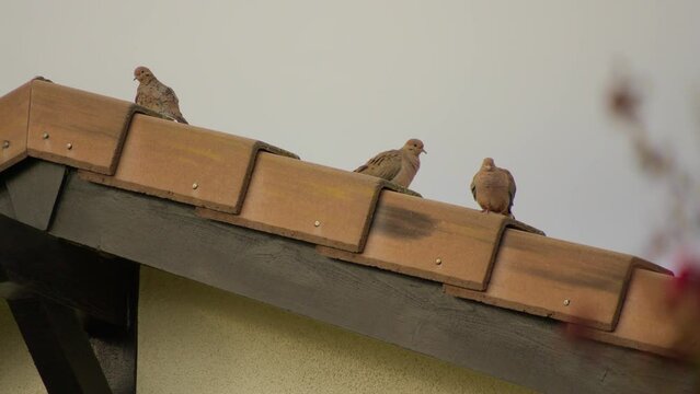 Morning doves on a tile roof of a house in the morning 