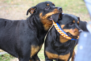 10 month old male and 3 year old female purebred rottweilers playing with a toy 