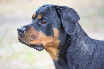 Mature adult female purebred rottweiler head shot side view closeup 