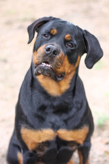 Mature adult female purebred rottweiler head shot close up 