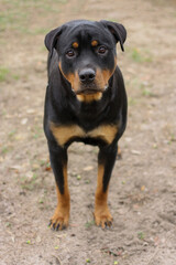 10 month old male purebred rottweiler standing up - closeup 