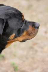 Mature adult female purebred rottweiler head shot side view closeup 
