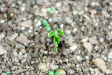 Green bean sprouting in the fall garden bed 