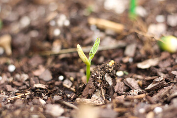 Green bean sprouting in the fall garden bed 