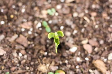 Green bean sprouting in the fall garden bed 