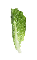 Fresh leaf of green romaine lettuce isolated on white