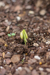 Green bean sprouting in the fall garden bed 