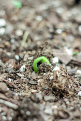 Green bean sprouting in the fall garden bed 