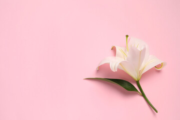 Beautiful white lily flower on pink background, top view. Space for text