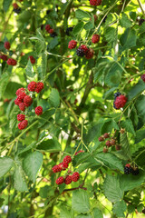 Unripe blackberries growing on bush outdoors, closeup