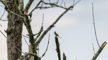 Bird perched
