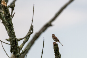 bird on a branch