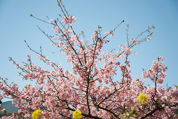 迫力がある河津桜