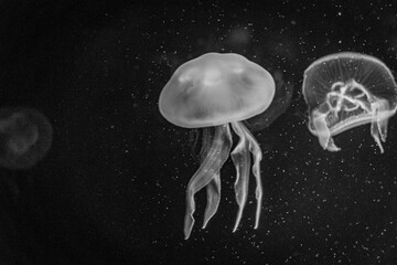 jelly fish in the water