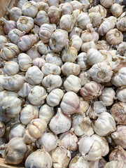 Natural garlic box background picture.