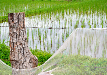 Fototapeta premium Old tree stump with barbed wire fence,covered with netting, southern Laos, Southeast Asia.