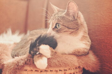 Portrait photo of a striped beautiful domestic pet. The cat lies on its favorite bedding on an armchair in the kitchen, basking in the sun.
