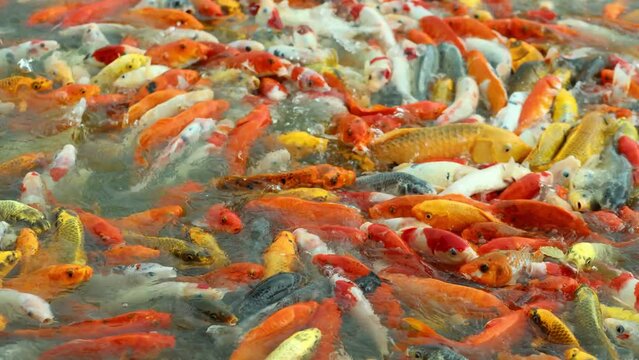 colorful koi fish beautiful in the garden pond, Carp Japan swims underwater in nature	