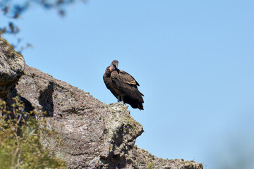 young condor in the sun