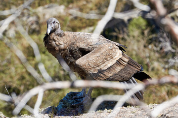 young condor in the sun