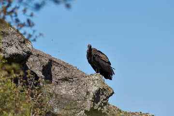 young condor in the mountains