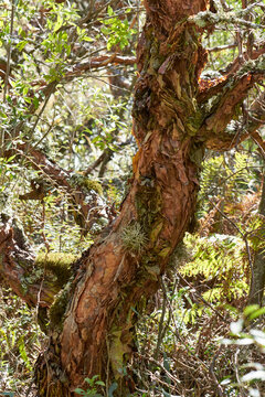 tabaquillo  in the mountain