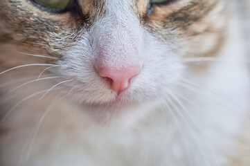 Close-up portrait of a tabby cat. The pet delights with its playfulness and purring.